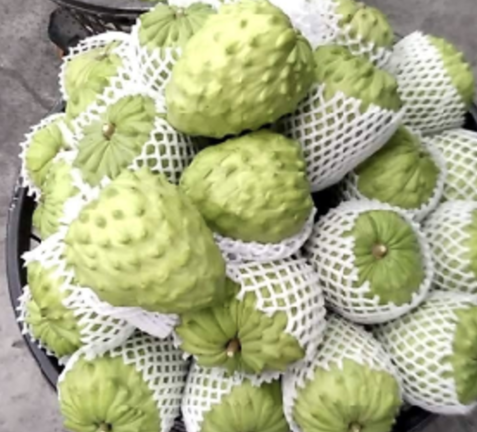 謎の南国果実　アテモヤ <br />
